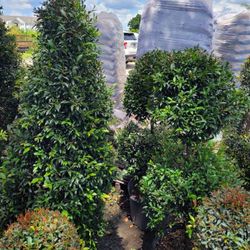 TOPIARIES 7GALLONS 