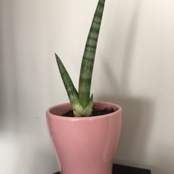 Sanseviera Starfish In Pink Pot