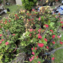 Venta De plantas/Plant Sale