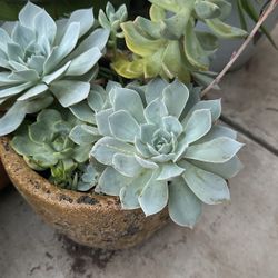 Hermosas Suculentas Precios Desde 10.00 Dólares