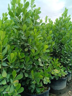 Beautiful Clusia privacy Hedge Plants 25gl 6.5-7ft $95