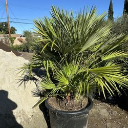 Humilis Palms