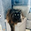 Vlad