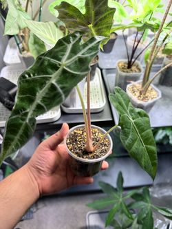 Alocasia for sale