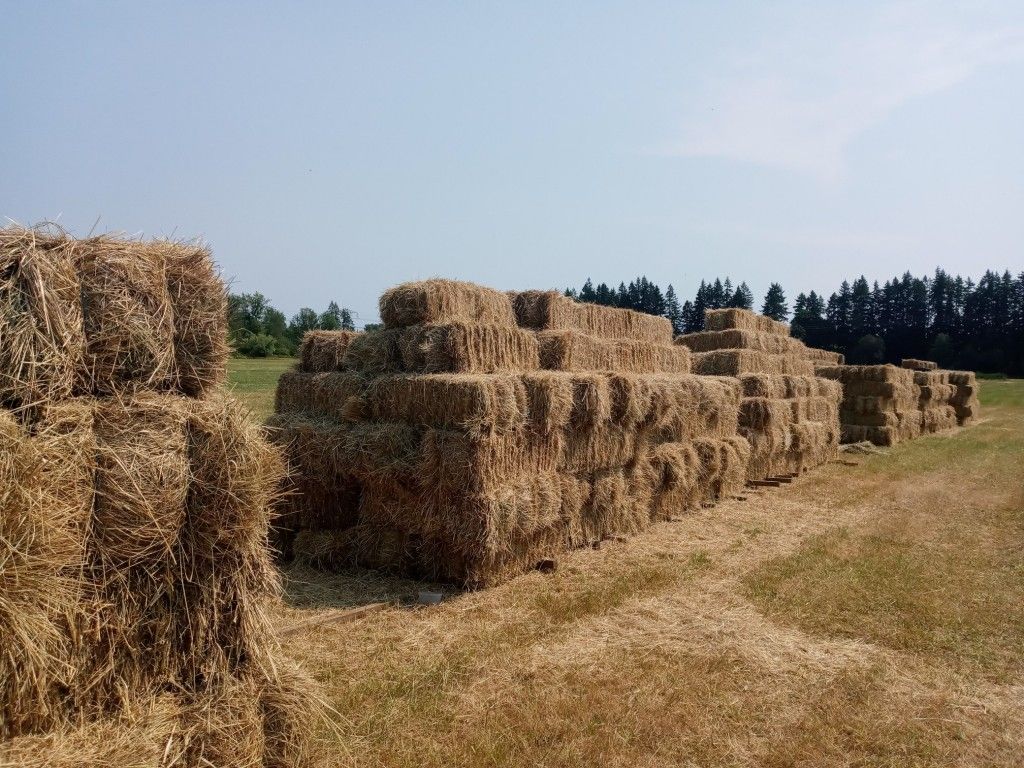 LOCAL GRASS HAY $10/BALE