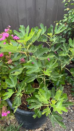 25-Gallon Fig Tree in Pot – Possibly Chicago Hardy (Hardy Chicago) Variety, Already Fruiting