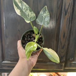 4” Variegated Philodendron Bippenifolium