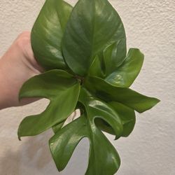 Mini Monstera Plant Cuttings