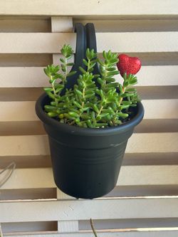 Succulent Plants In Black Hangable Pots