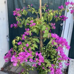 Bougainvillea, Veranera , Camellina Blooming Outdoor Plant, In 5 Gallóns Pot Pick Up Only