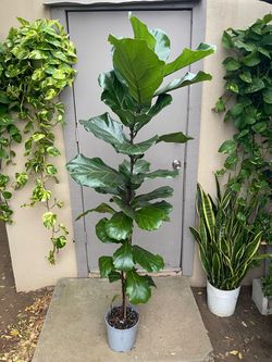 Ficus Lyrata Fiddle Leaf Fig Tree House Plant 8.5” Pot