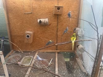 Cage