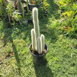 snow pole cactus plant