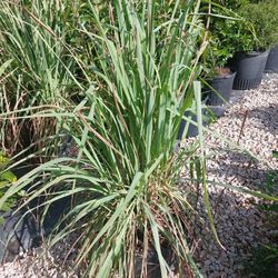 Lemon Grass