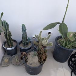 Monstrous Cactuses Teddy Bear Cactuses Prickly Bear Cactuses.