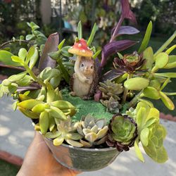 Cute Succulent 