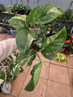 Monstera Lechleriana 'Albo'