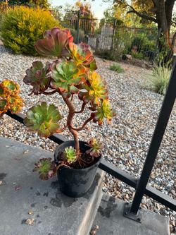 Large Aeonium Succulent Tree in Pot