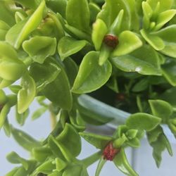 Beautiful Hanging Plant With Pink Flowers 