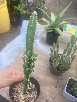 Cactus 🌵 castillo🪴$5
