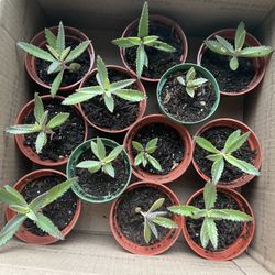 Kalanchoe Alligator Teeth