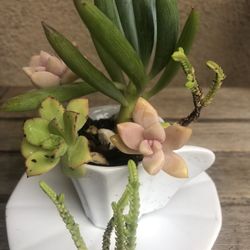 Succulent Arrangement In Espresso Cup And Saucer 