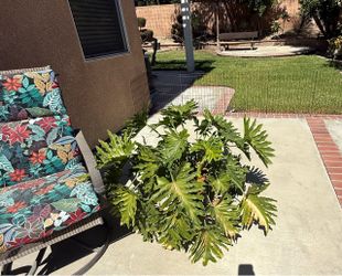 Philodendron Plant