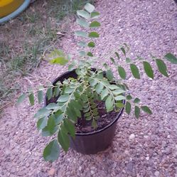 Curry leaf plant growing fast