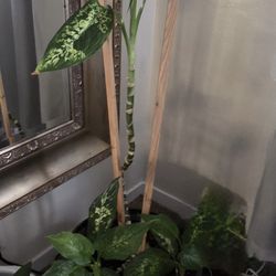 🌿 Tall Dieffenbachia Floor Plant – Large Indoor Statement Plant 🌿