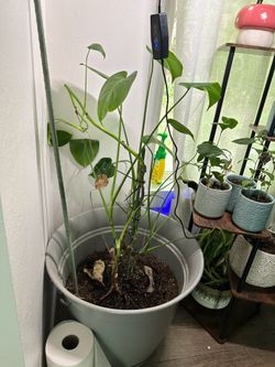 Monstera