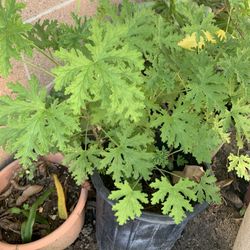 Citronella Plant 🪴 