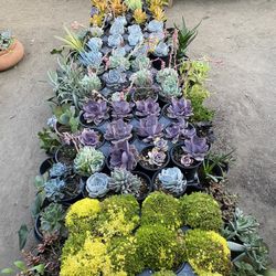 Succulents for Sale 