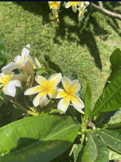 Xl Large White And Yellow Plumeria Cuttings .