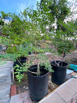 Moringa tree (malunggay)