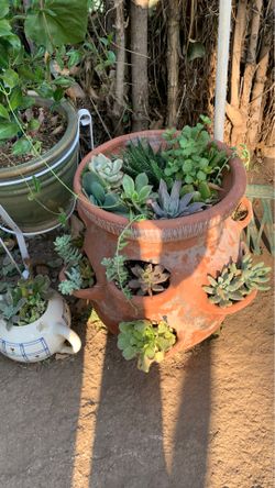 Plants