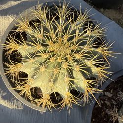 Blue Barrel Cactus