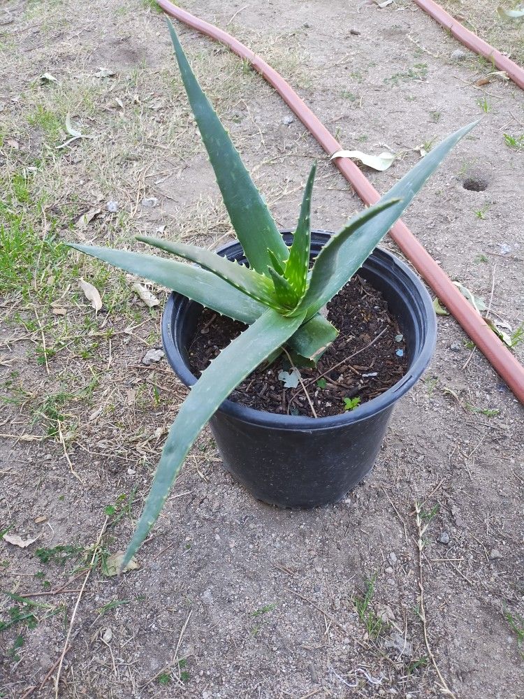 Savila Aloe vera Plant
