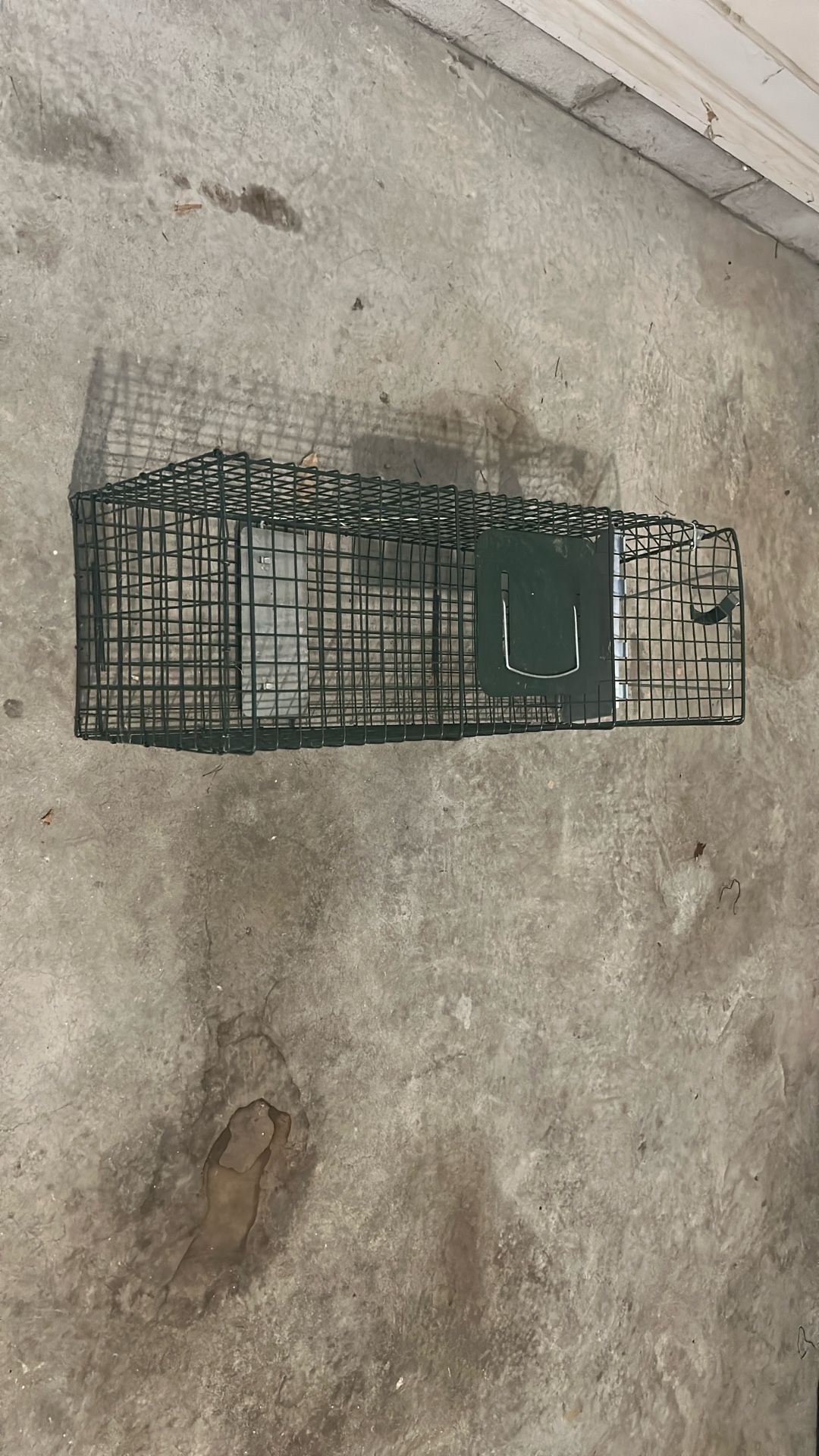 Animal Trap