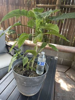 Angel’s Trumpet