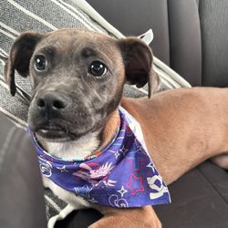Boxer/ mixed 