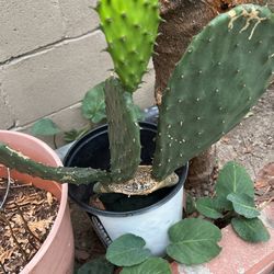 Nopal Plant