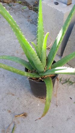 Alovera