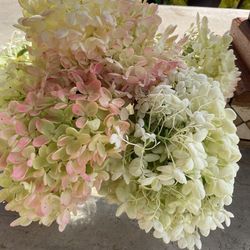 Hydrangea Bush,last One