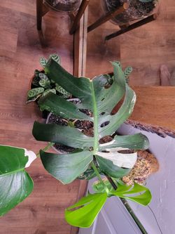 Albo Monstera Delesiocia House Plant