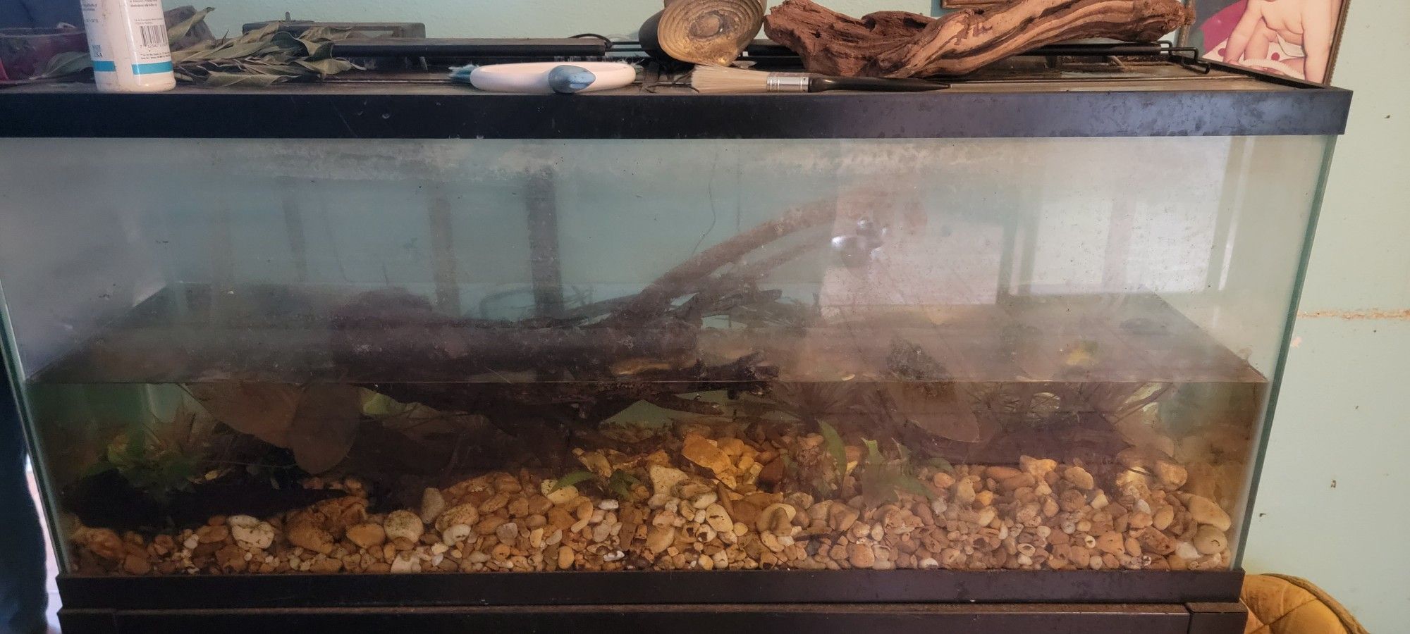 Fish Tank
