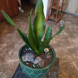 Sansevieria Snake Plant In 8in Ceramic Pot With Shells 