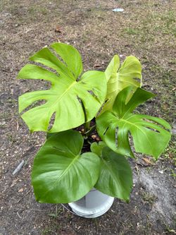 Monstera golden compact lime