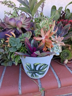 Enchanted planted succulents....