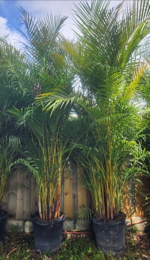 Arecas Palms For Inmediate Privacy !!! About 8 Feet Tall!! Fertilized