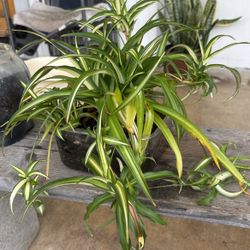Spider Plant